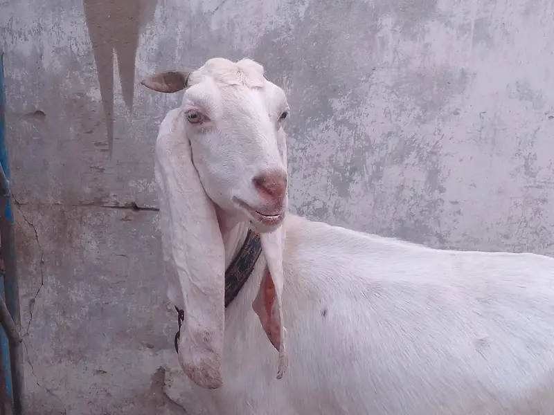 bakri for sell — photo 2