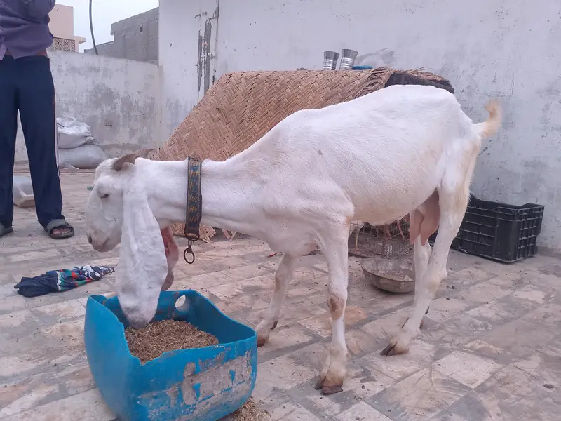 bakri for sell — photo 3