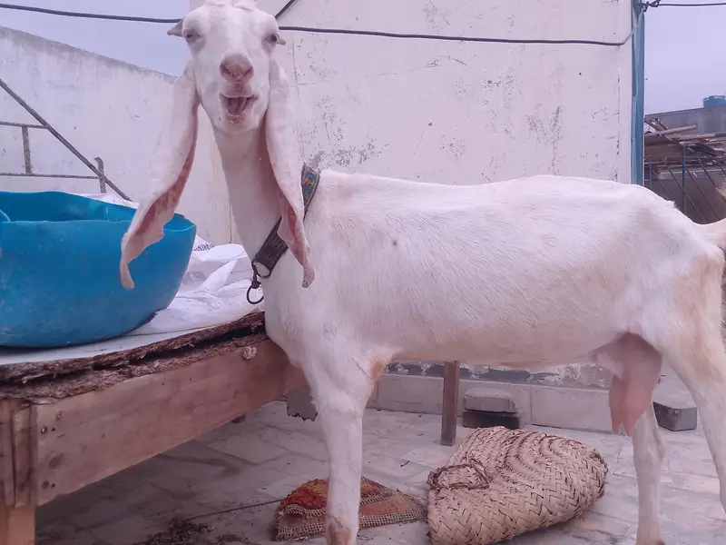 bakri for sell — photo 4