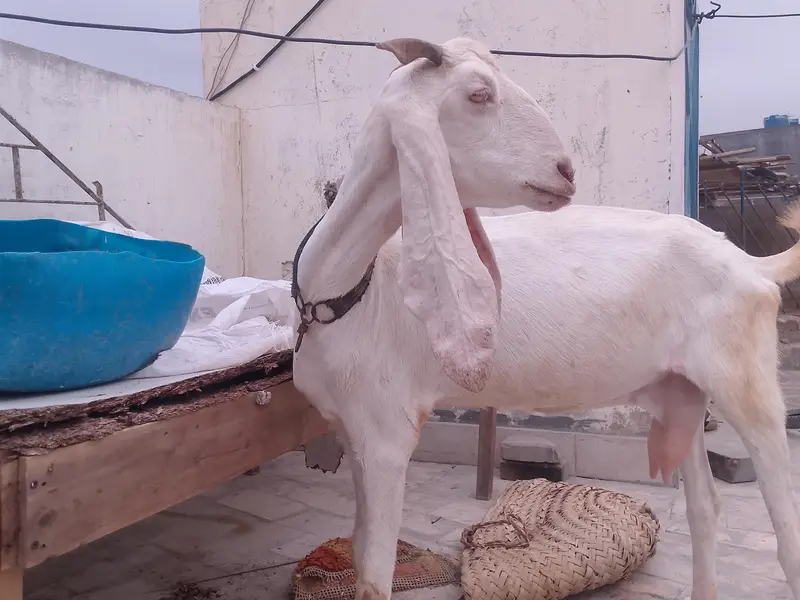 bakri for sell — photo 5