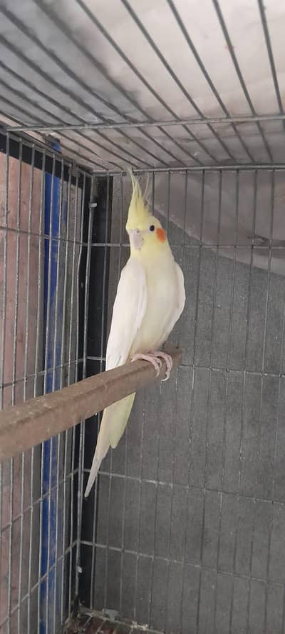 breeder coctail pair