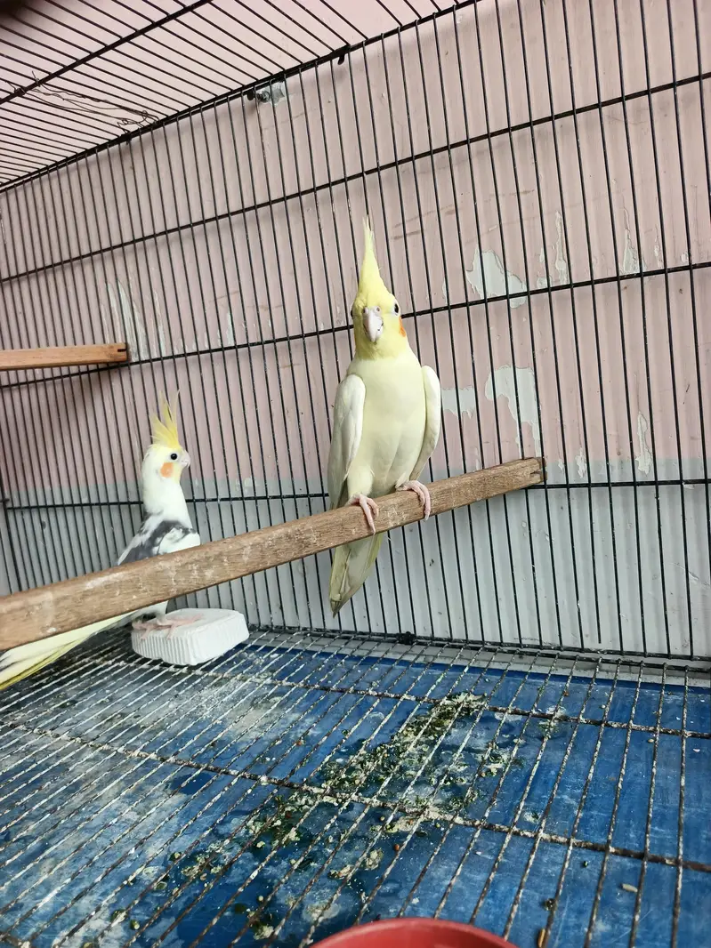 breeder coctail pair — photo 2