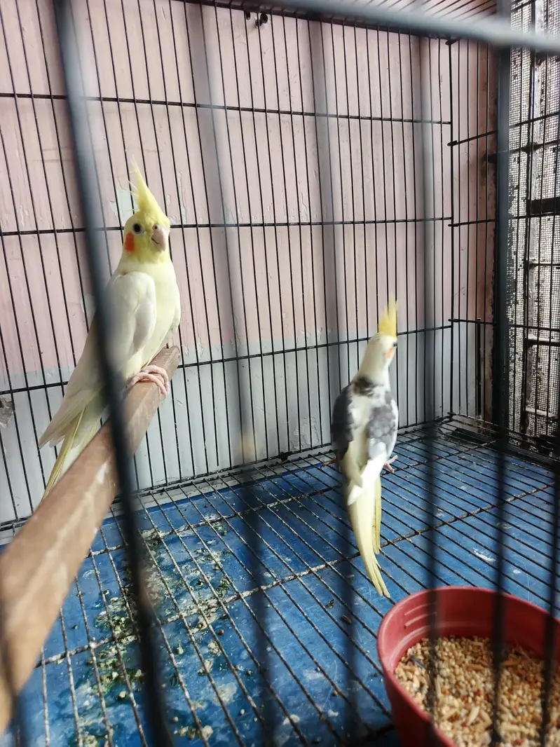 breeder coctail pair — photo 3