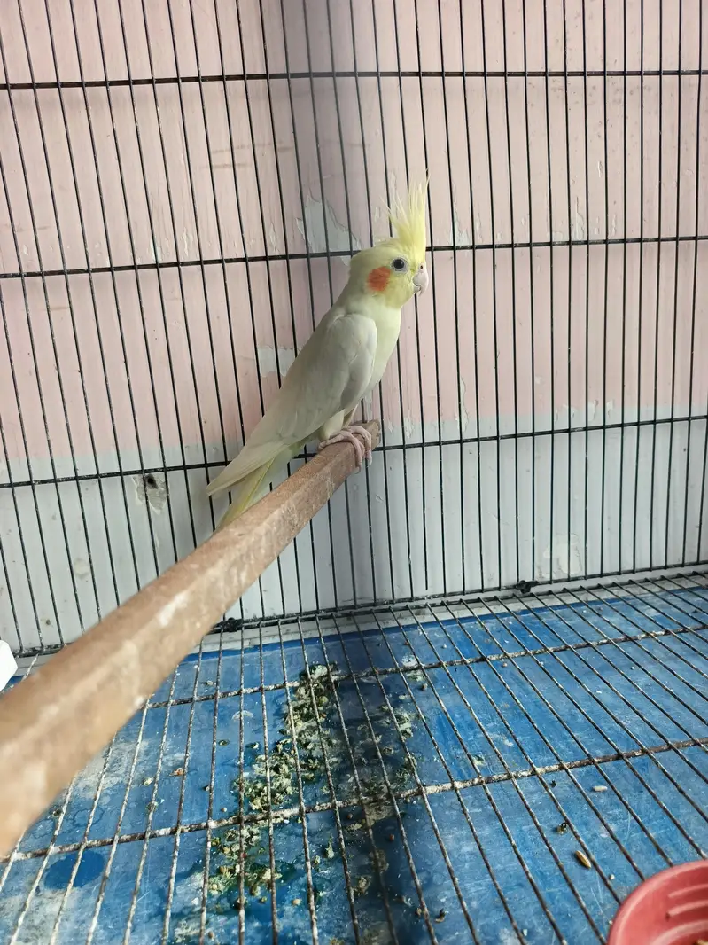 breeder coctail pair — photo 4