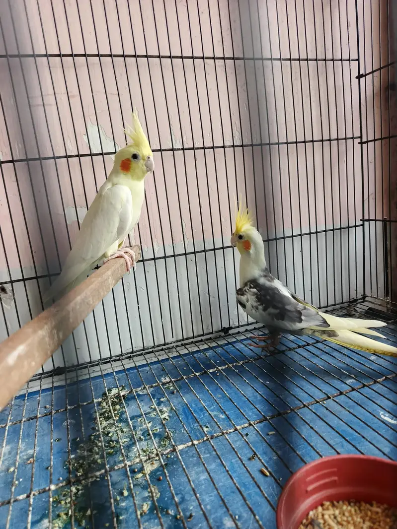 breeder coctail pair — photo 5