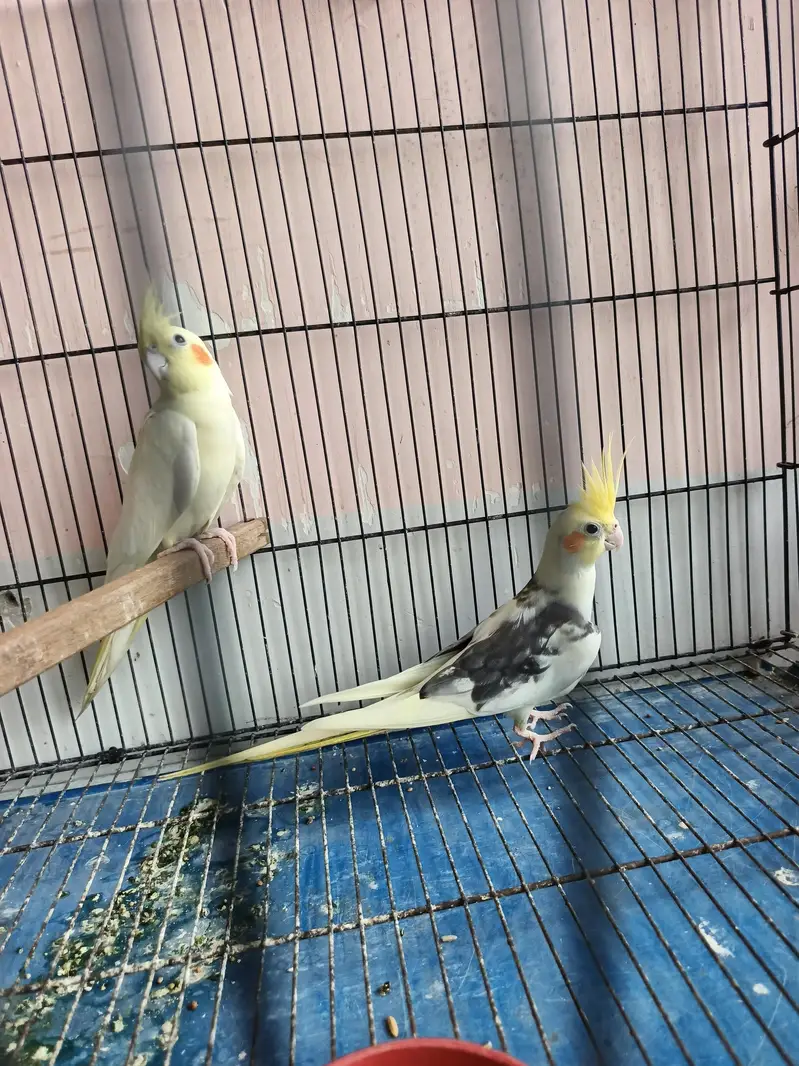 breeder coctail pair — photo 6