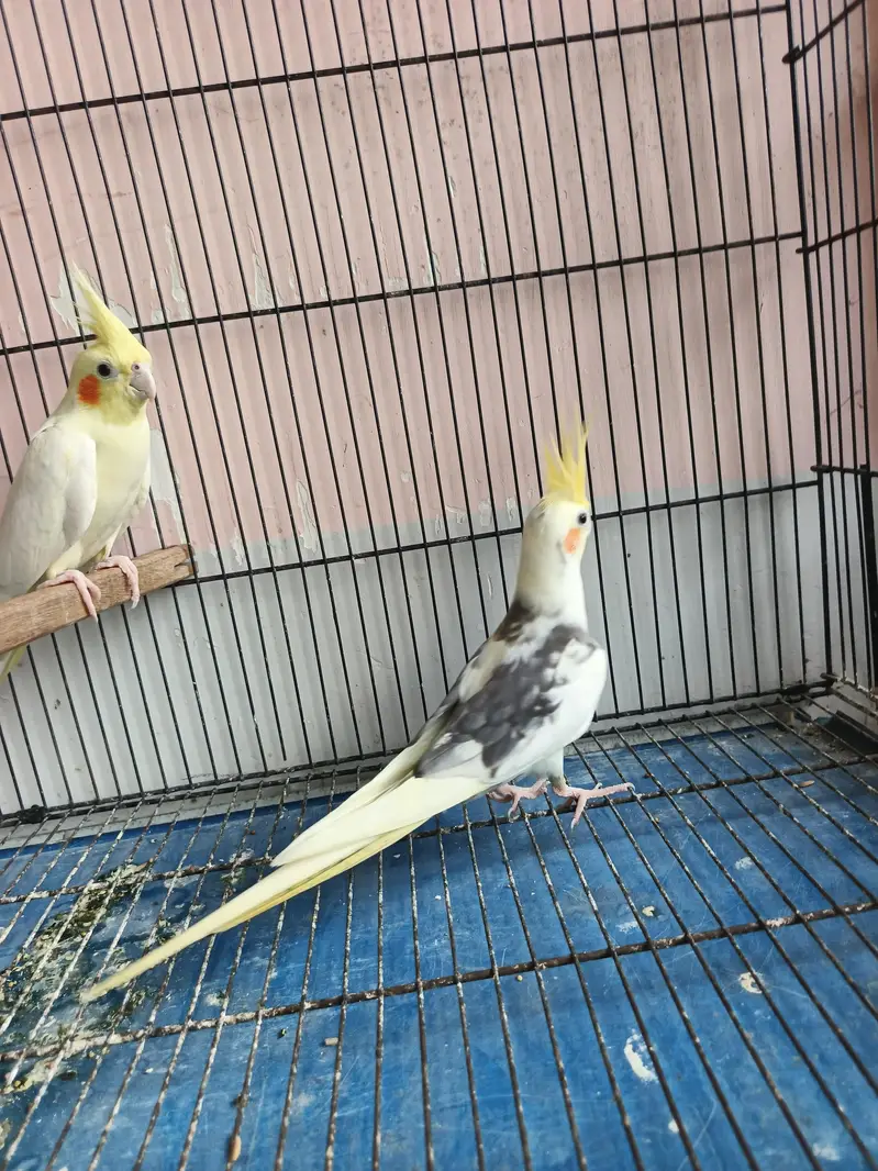 breeder coctail pair — photo 7