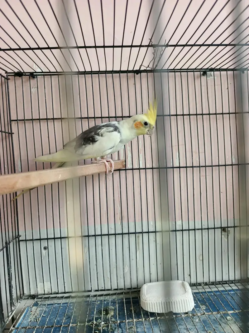 breeder coctail pair — photo 8