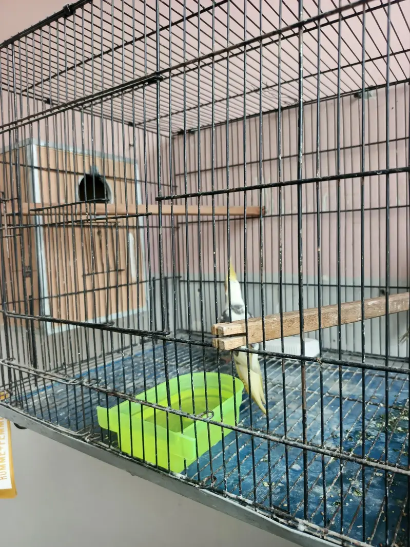 breeder coctail pair — photo 9