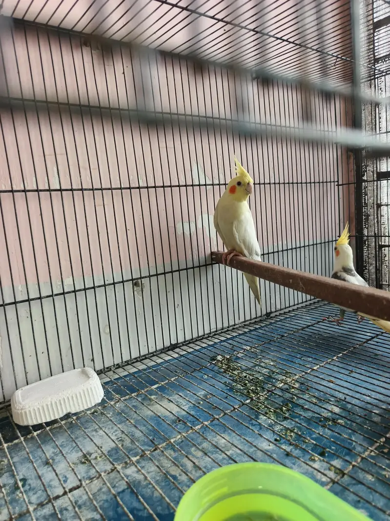 breeder coctail pair — photo 10