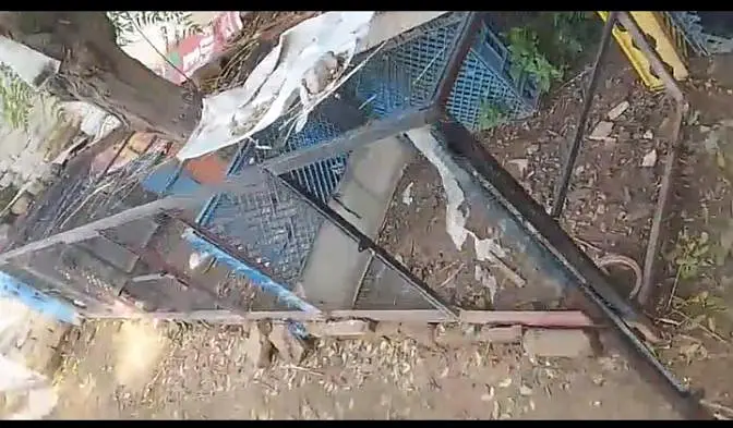 aseel han cage — photo 2