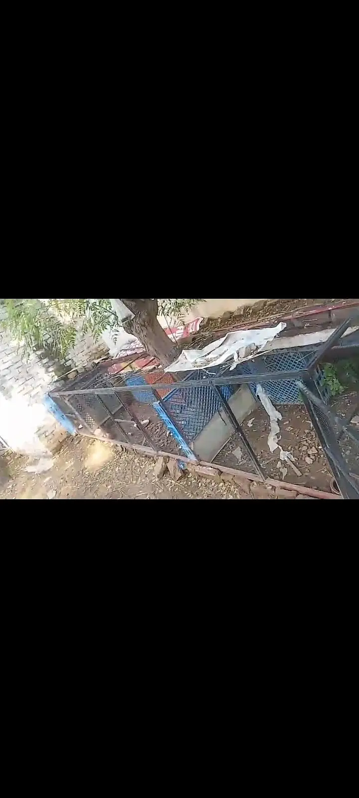 aseel han cage — photo 4