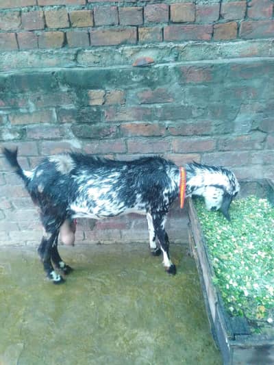 03184303356 only whatapps  1 mounth 5 din ke cross 1 kg + milk