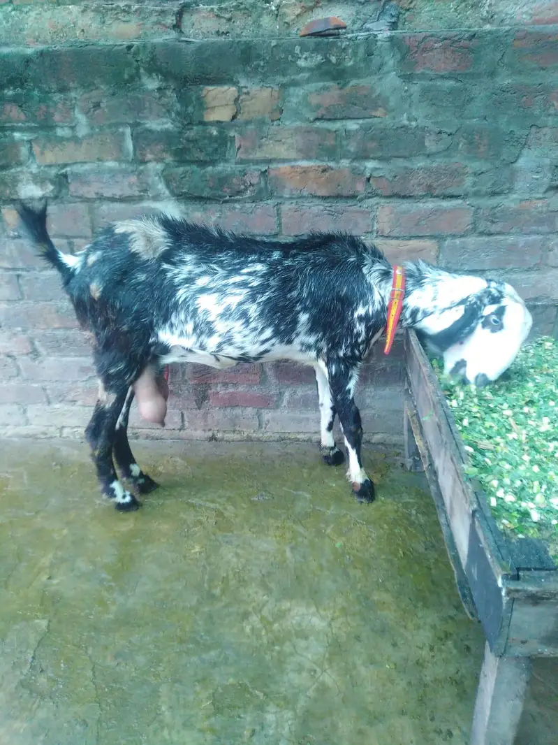 03184303356 only whatapps  1 mounth 5 din ke cross 1 kg + milk — photo 2