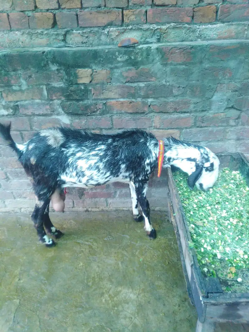 03184303356 only whatapps  1 mounth 5 din ke cross 1 kg + milk — photo 3