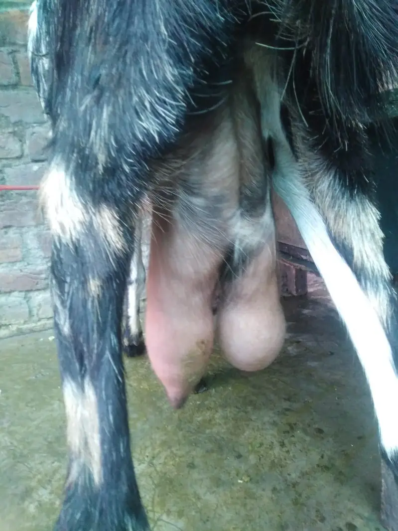 03184303356 only whatapps  1 mounth 5 din ke cross 1 kg + milk — photo 4