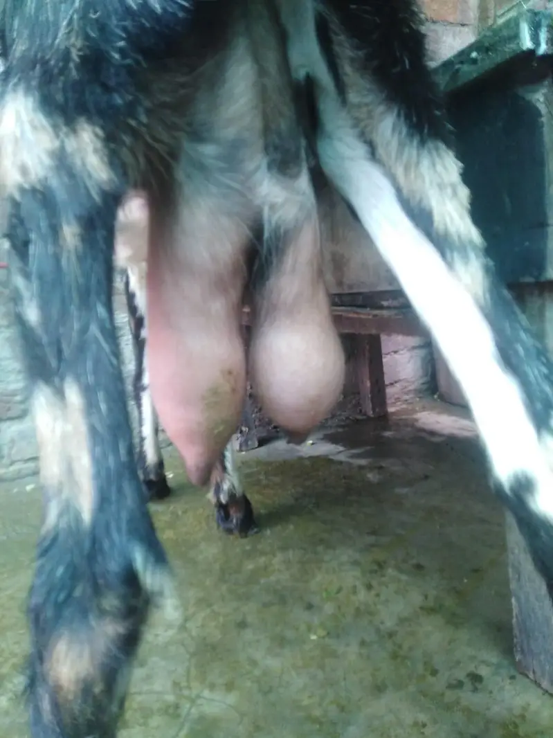 03184303356 only whatapps  1 mounth 5 din ke cross 1 kg + milk — photo 5