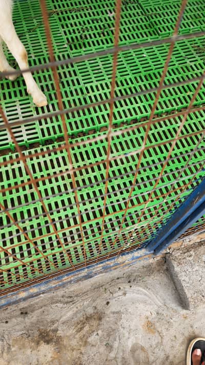 plastic slated flooring for goats