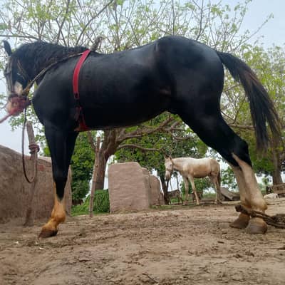 Horse  for sale