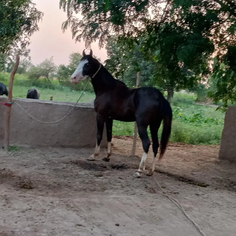 Horse  for sale — photo 2