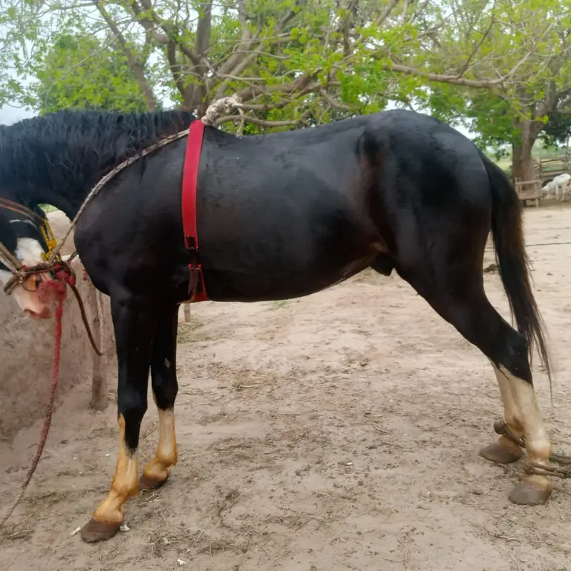 Horse  for sale — photo 3