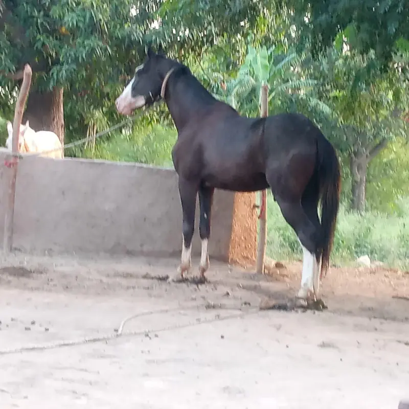 Horse  for sale — photo 4