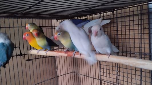 breeder pairs for sale