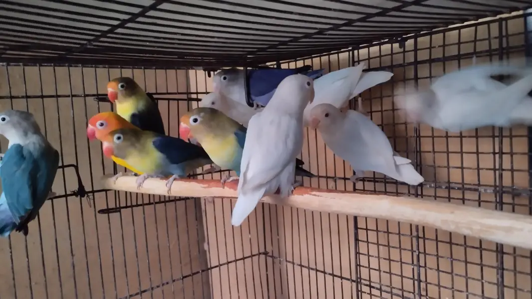 breeder pairs for sale — photo 2