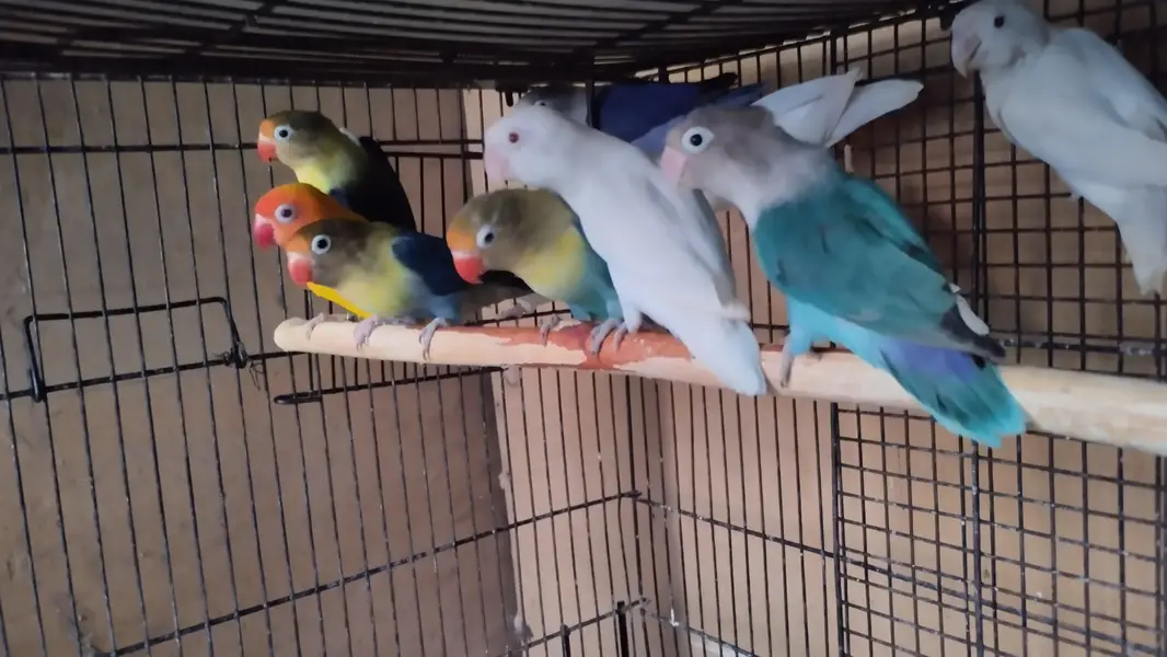 breeder pairs for sale — photo 3