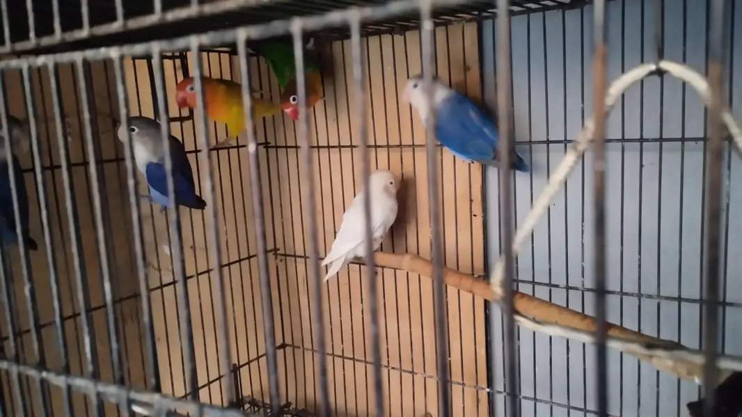 breeder pairs for sale — photo 4
