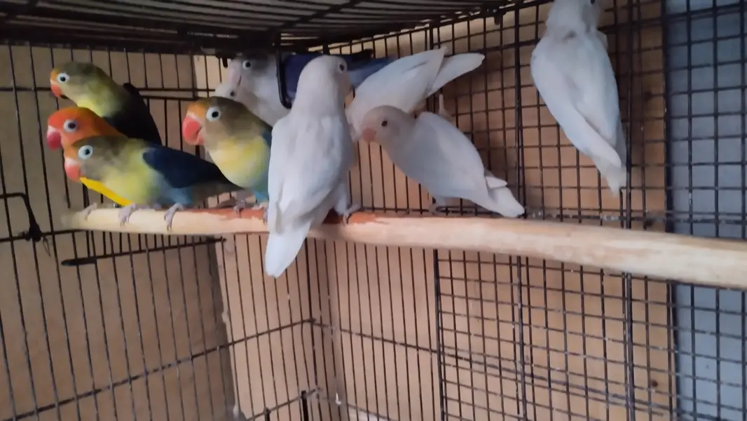 breeder pairs for sale — photo 6