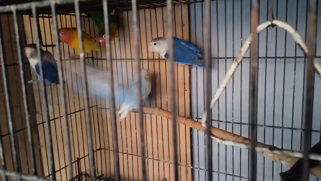 breeder pairs for sale — photo 7