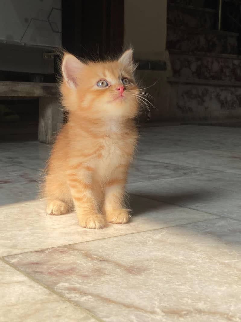 Persian Kittens (Pair) 1