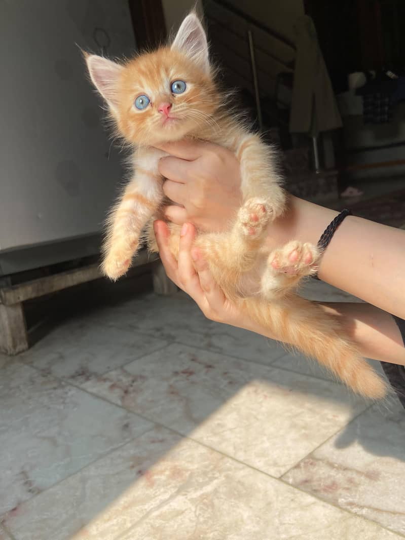 Persian Kittens (Pair) 2