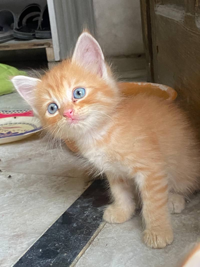 Persian Kittens (Pair) 3