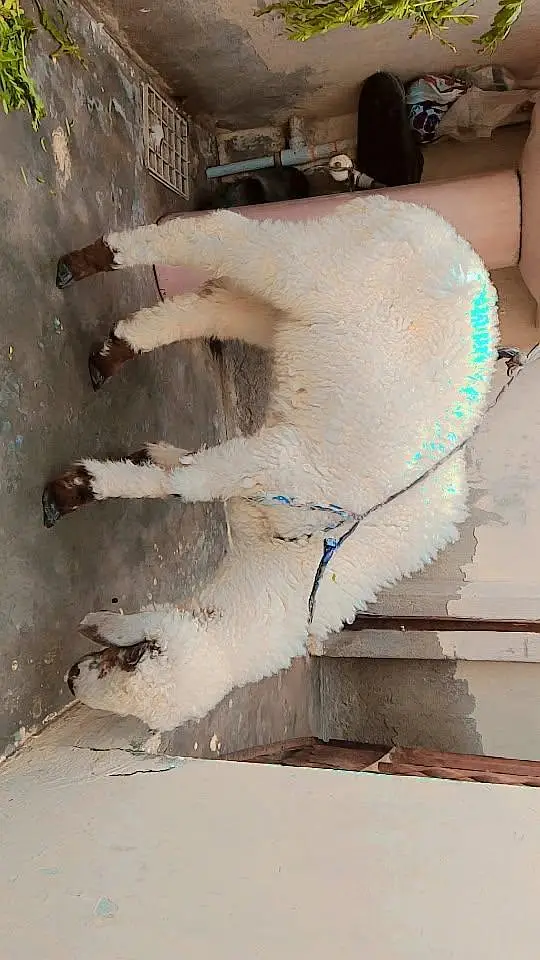 dumba khare ka — photo 6