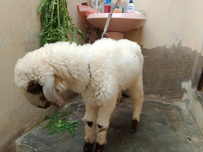 dumba khare ka — photo 9