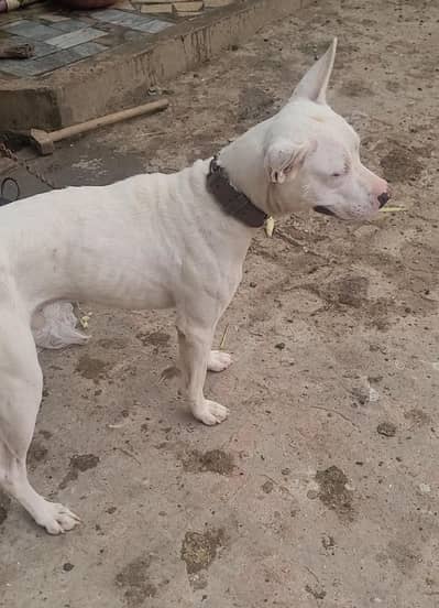 gultair dog