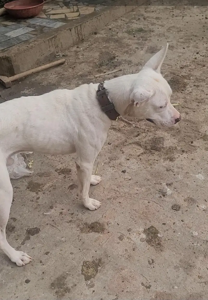 gultair dog — photo 2