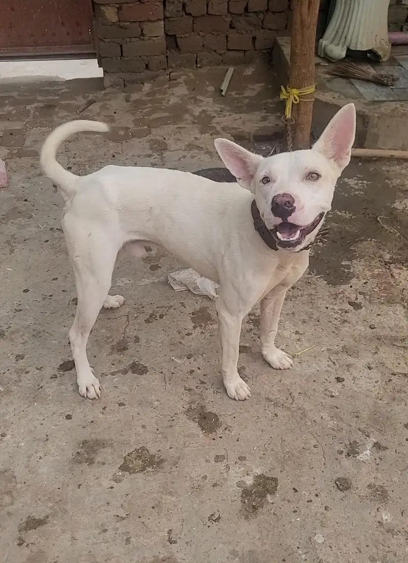 gultair dog — photo 3