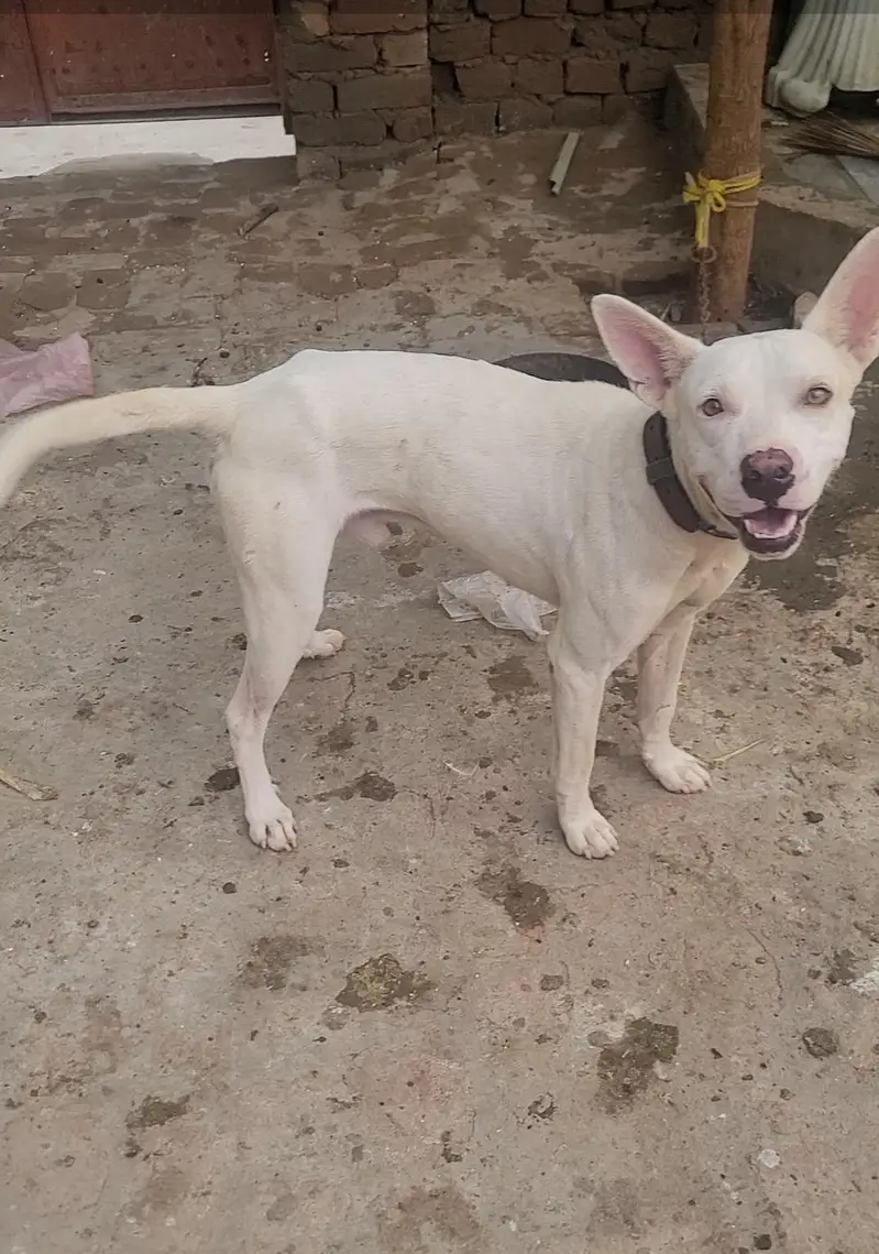 gultair dog — photo 4