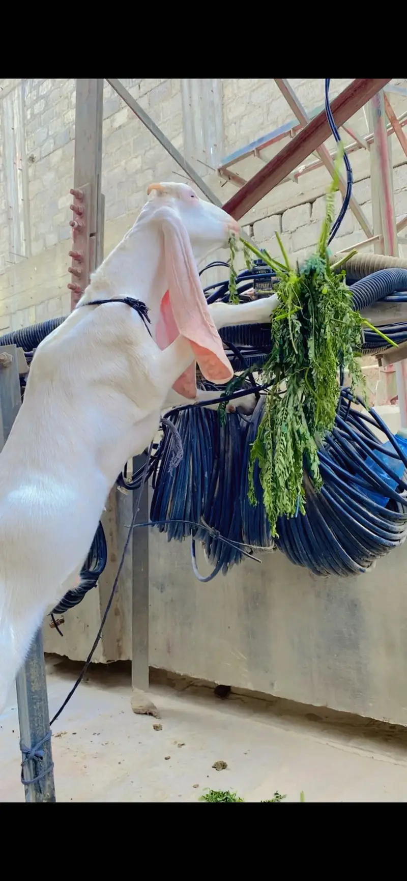 Pure gulbi bcha ha