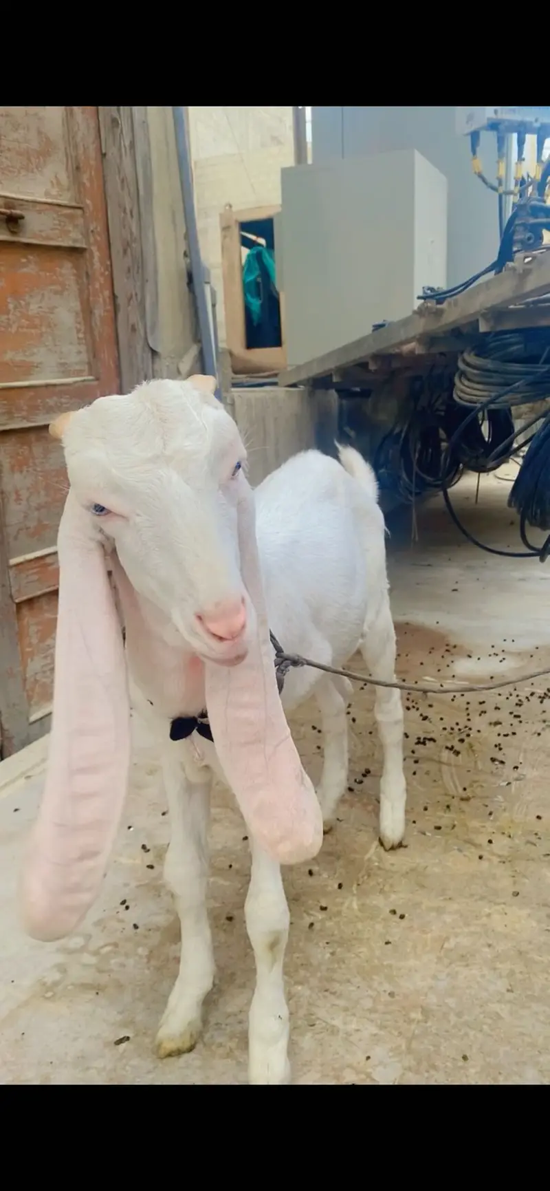 Pure gulbi bcha ha — photo 2