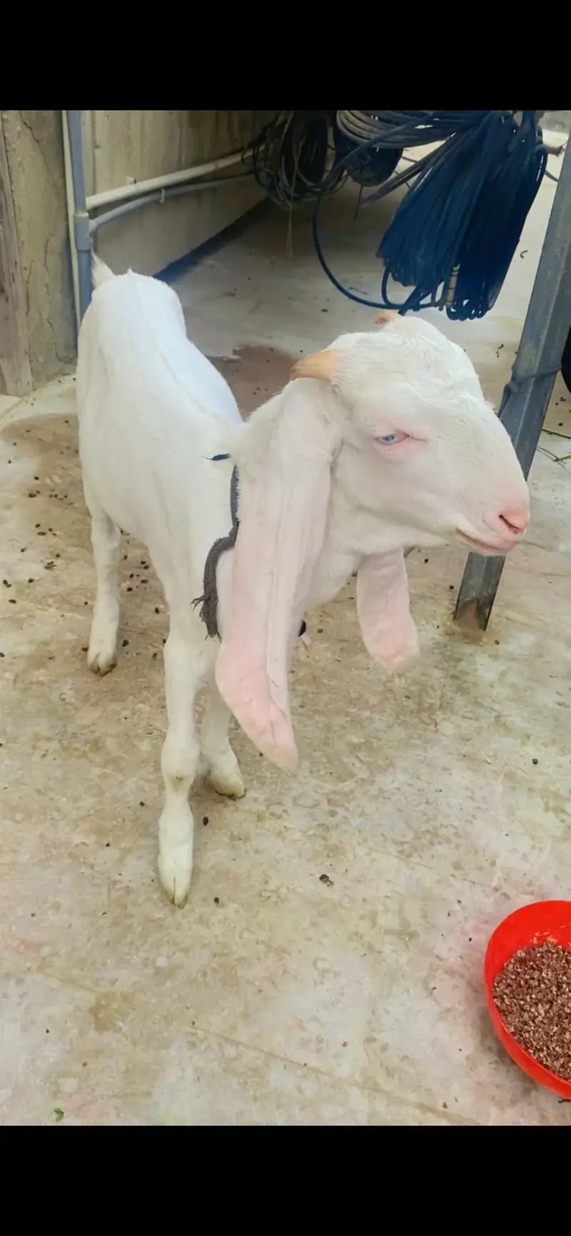 Pure gulbi bcha ha — photo 3
