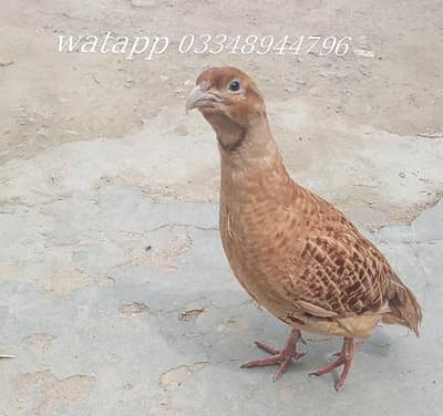 Healthy Irani Teetar for Sale