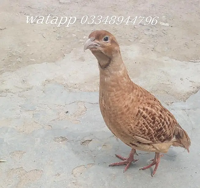 Healthy Irani Teetar for Sale