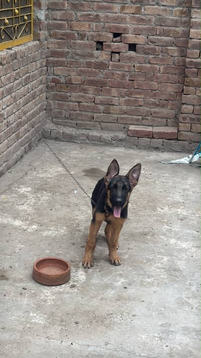 Stock coat Male Pup