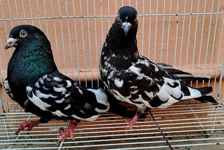 Beautiful Indian (RAMPURI) Pair urgent for sale. 03116130712
