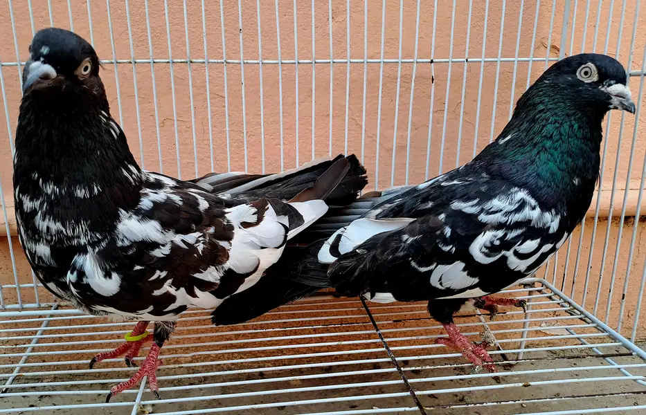 Beautiful Indian (RAMPURI) Pair urgent for sale. 03116130712 — photo 2