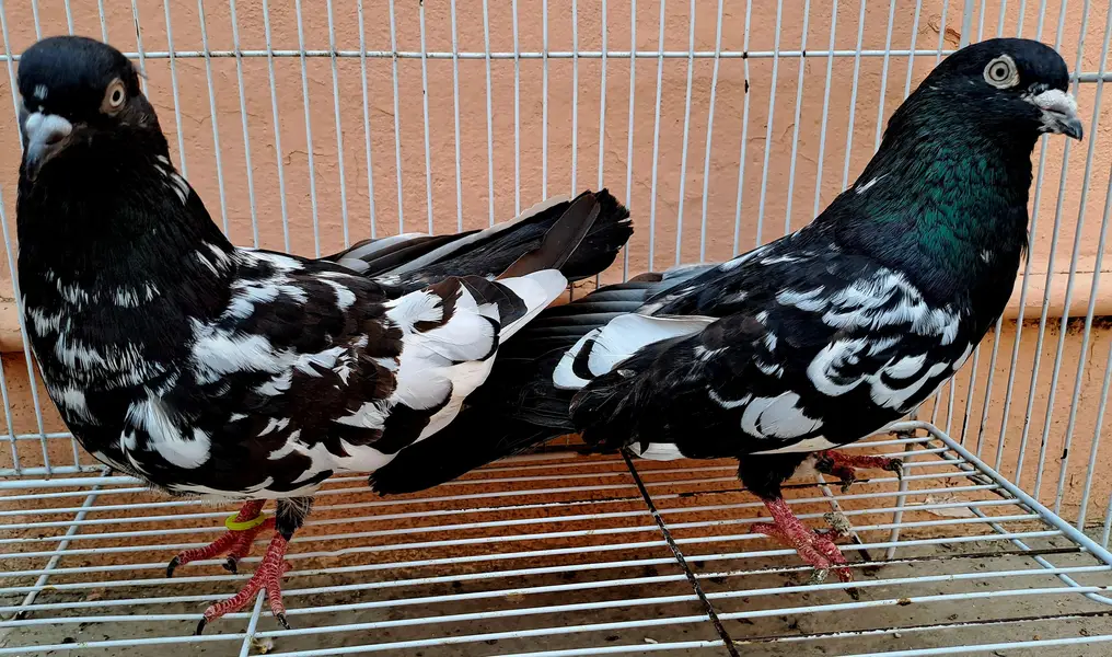 Beautiful Indian (RAMPURI) Pair urgent for sale. 03116130712 — photo 3